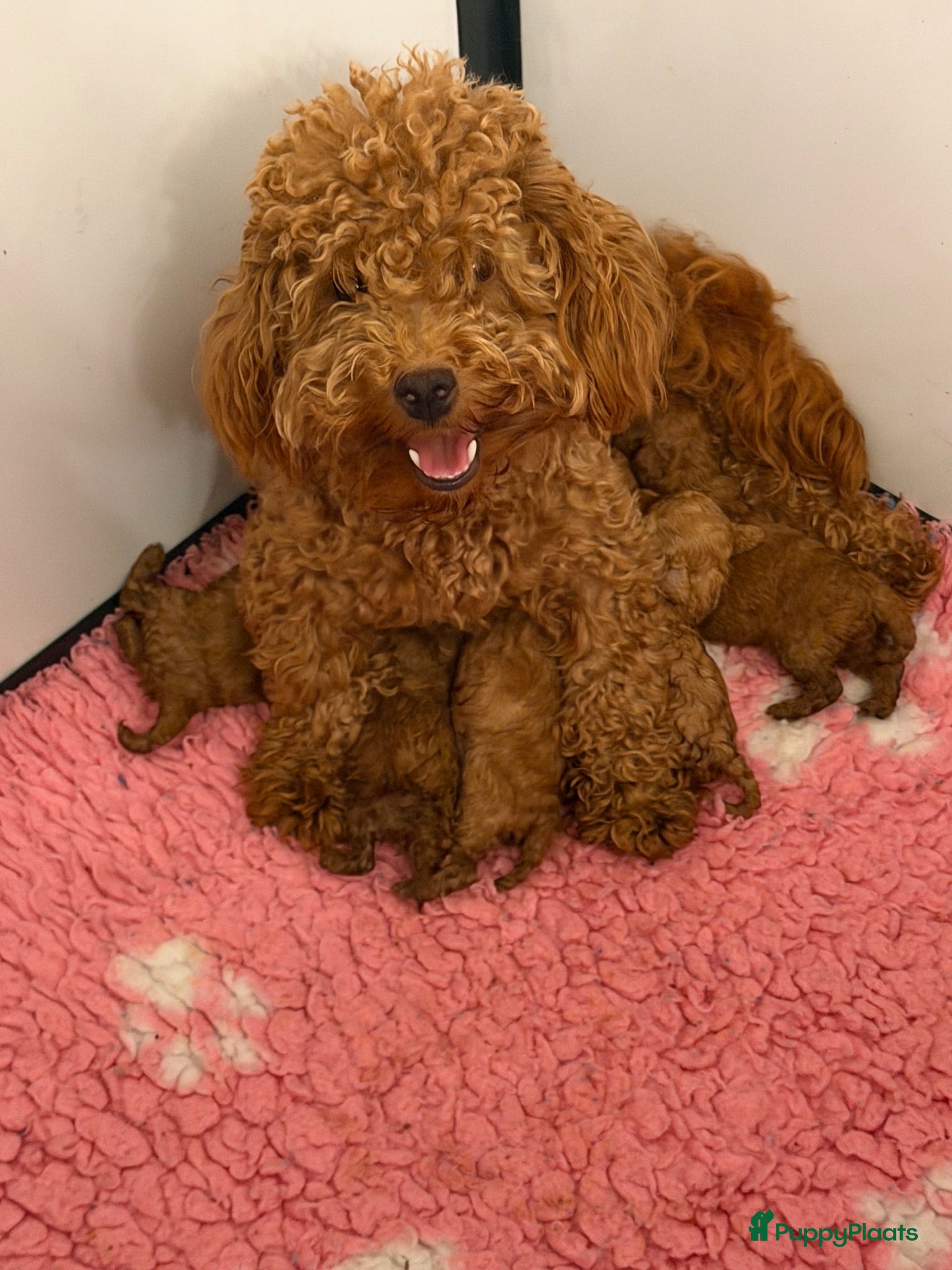 Maltipoo honden Maltipoo X Toy Poedel - Advertentie 1