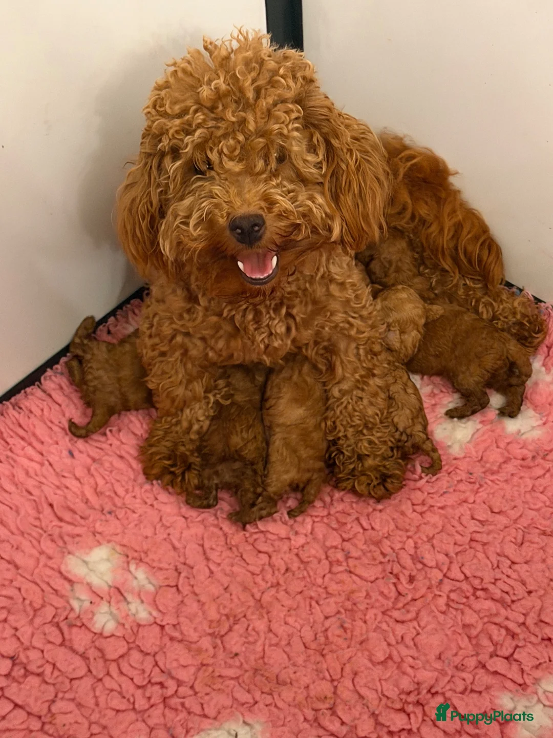 Maltipoo honden te koop: Maltipoo X Toy Poedel - Advertentie 1