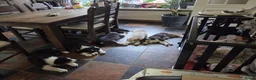 Australian Shepherd honden te koop: 🐾 Australian Shepherd pups, Super sociaal 🌸 - Advertentie 13