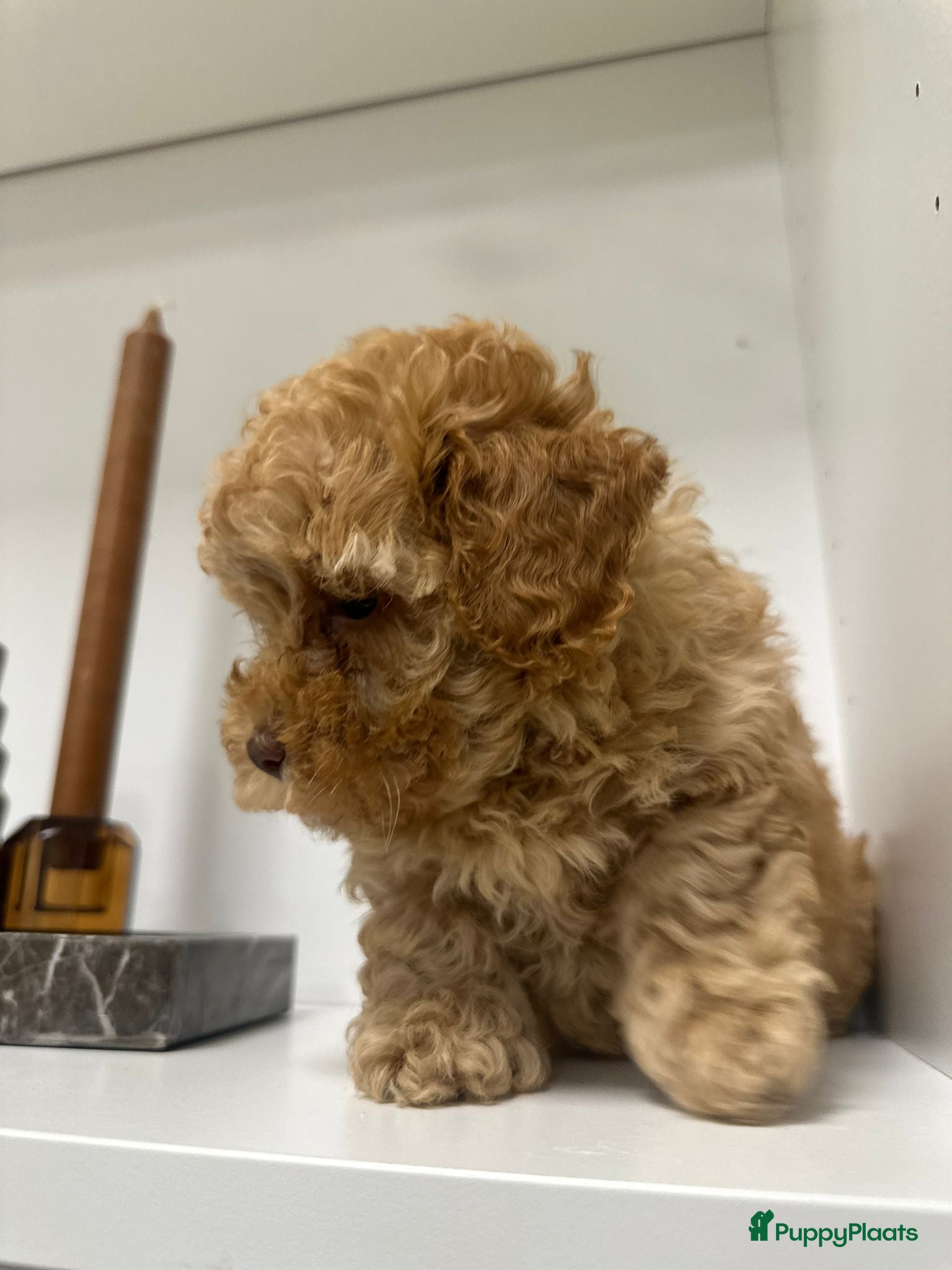 Poedel Toy honden Toy poedel pups mogen 25 mei uitvliegen - Advertentie 2