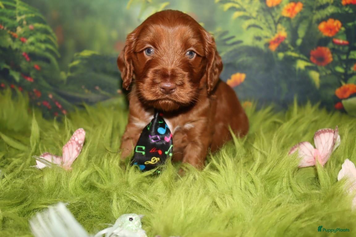 Australian Labradoodle honden te koop: 1 teefje en 3 reutjes Australian labradoodle pups - Advertentie 10