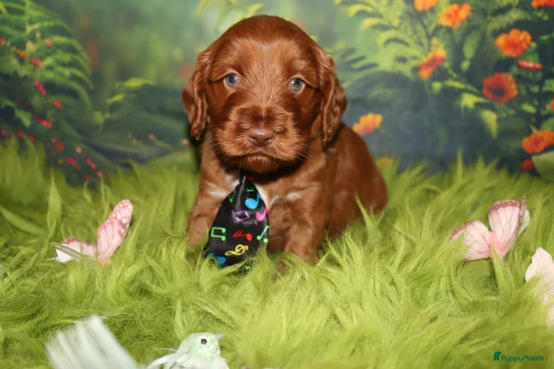 Australian Labradoodle honden te koop: 1 teefje en 3 reutjes Australian labradoodle pups - Advertentie 1