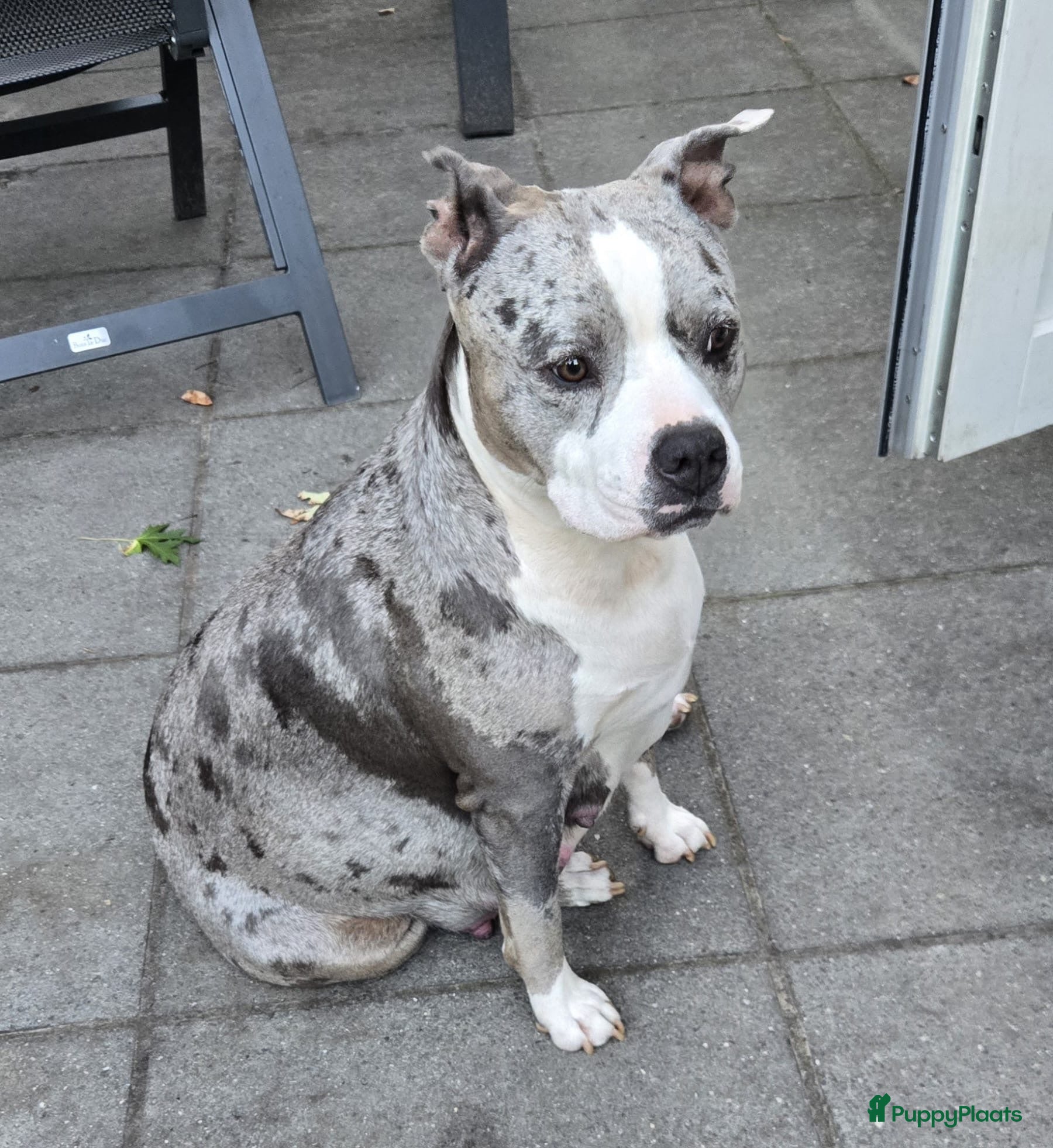 Amerikaanse Bully honden Mooie bully’s  - Advertentie 2