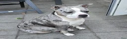 Amerikaanse Bully honden te koop: Mooie bully’s  - Advertentie 12