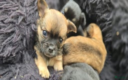 Chihuahua honden te koop: Chihuahua reutjes  - Afbeelding 10