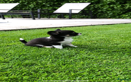 Chihuahua honden te koop: Mooie chihuahua pups in Budel - Afbeelding 4