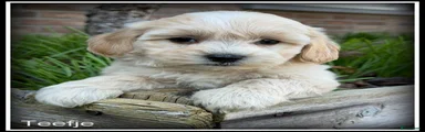 Maltipoo 7