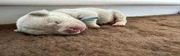 Franse Bulldog honden te koop: Mooie Franse Bulldog pups - Advertentie 6