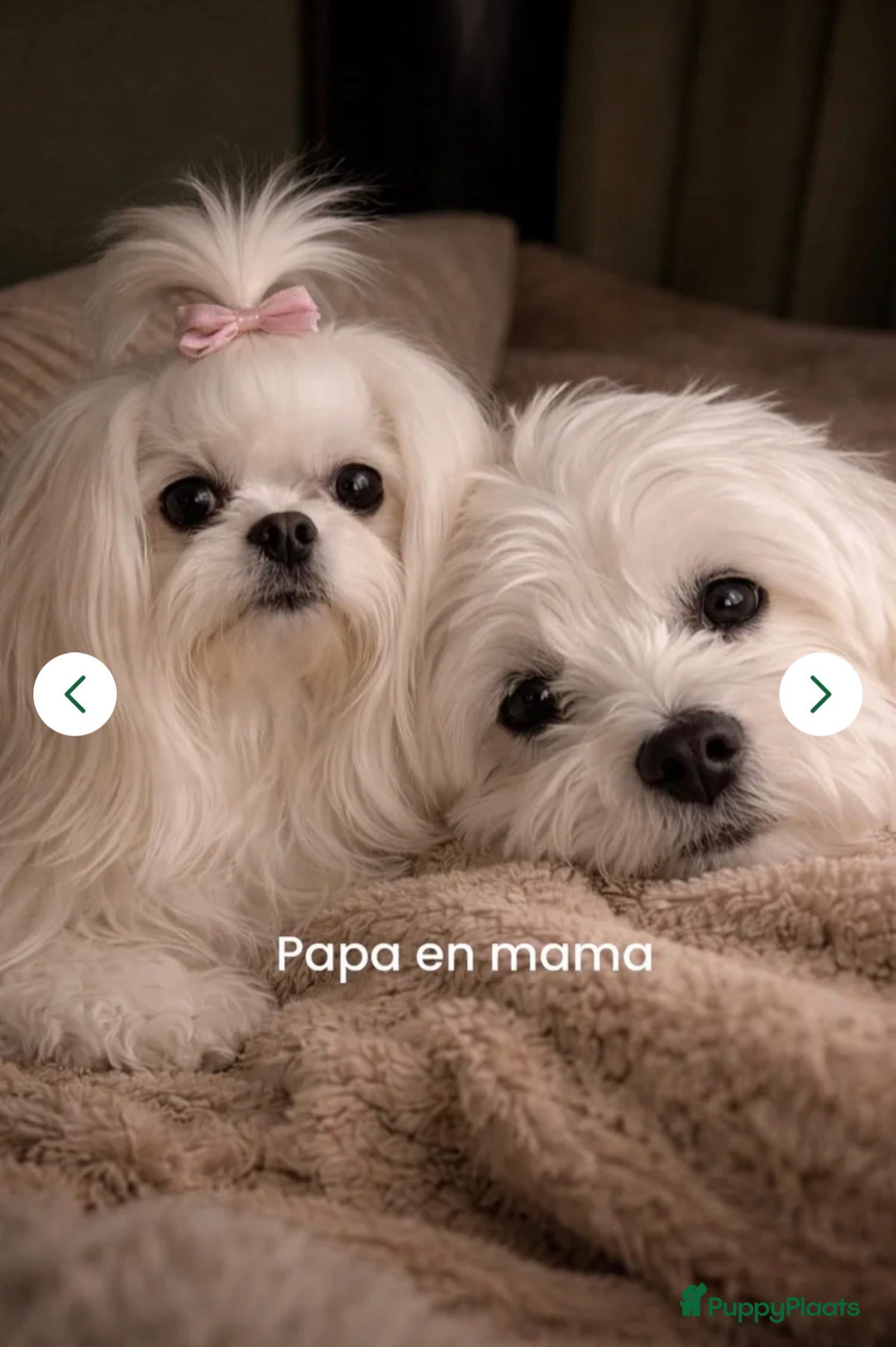 Maltezer honden Mini Maltezer  - Advertentie 11