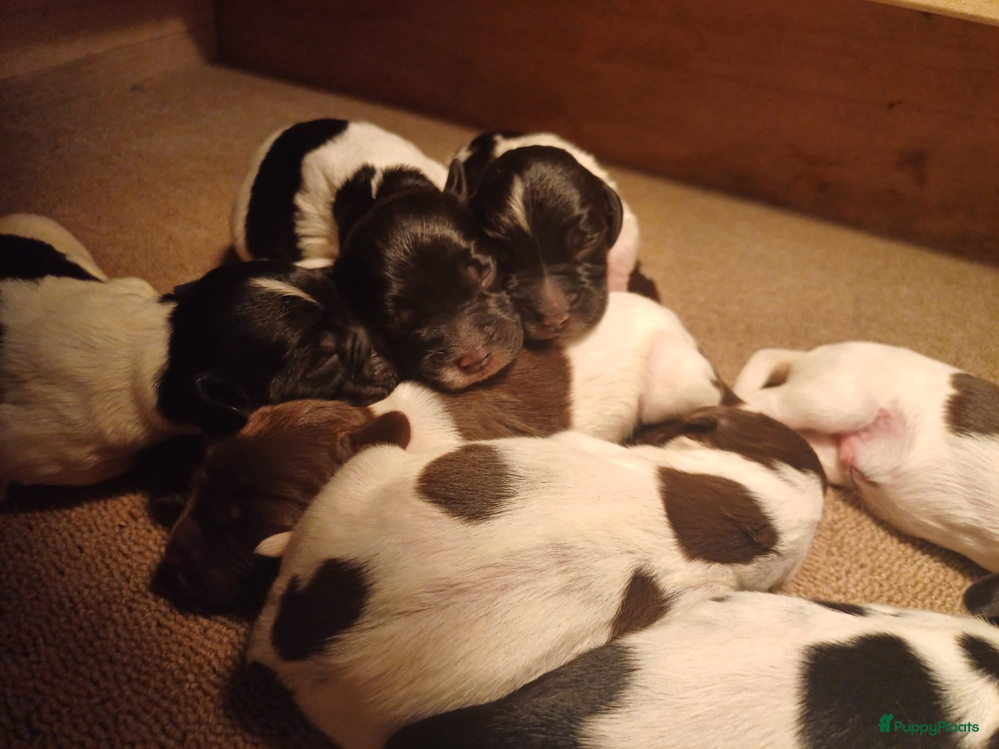 Engelse Springer Spaniel honden Engelse Springers Spaniel - Advertentie 2