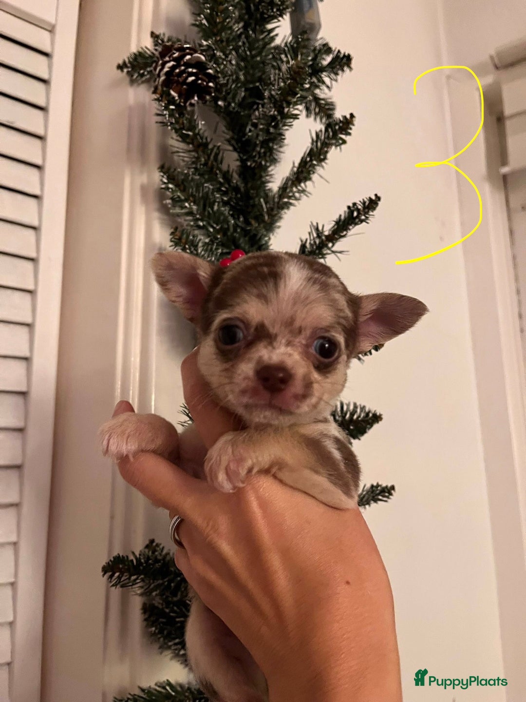 Chihuahua honden te koop: 3 prachtige Chihuahua-pups beschikbaar. - Advertentie 8