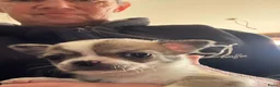 Chihuahua honden te koop: Kortharige chihuahua pups - Advertentie 21