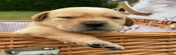 Labrador Retriever honden te koop: Prachtige Blonde Labrador Pups🐾 in Sint-Oedenrode - Advertentie 9