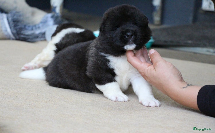 American Akita honden - Advertentie 6