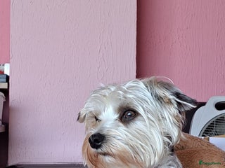 Yorkshire Terriër honden Dekreu york biewier in Weert - Advertentie 2