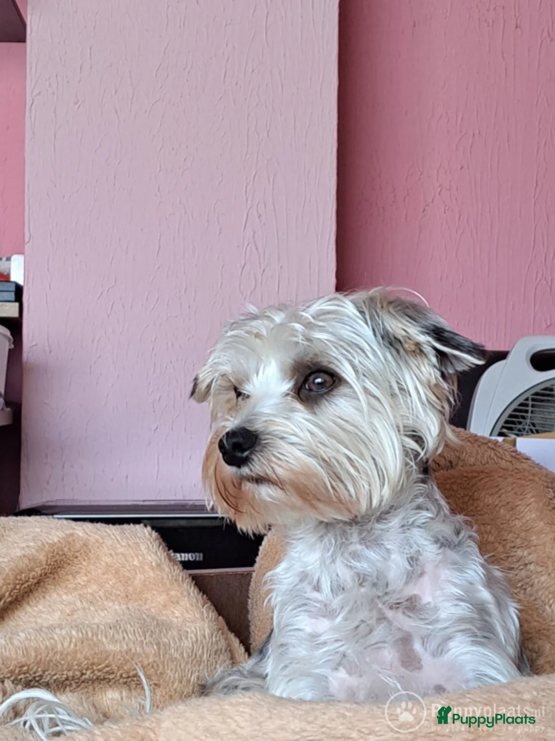 Yorkshire Terriër honden ter dekking: Dekreu york biewier in Weert - Advertentie 1