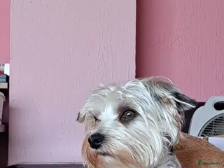 Yorkshire Terriër honden Dekreu york biewier in Weert - Advertentie 2