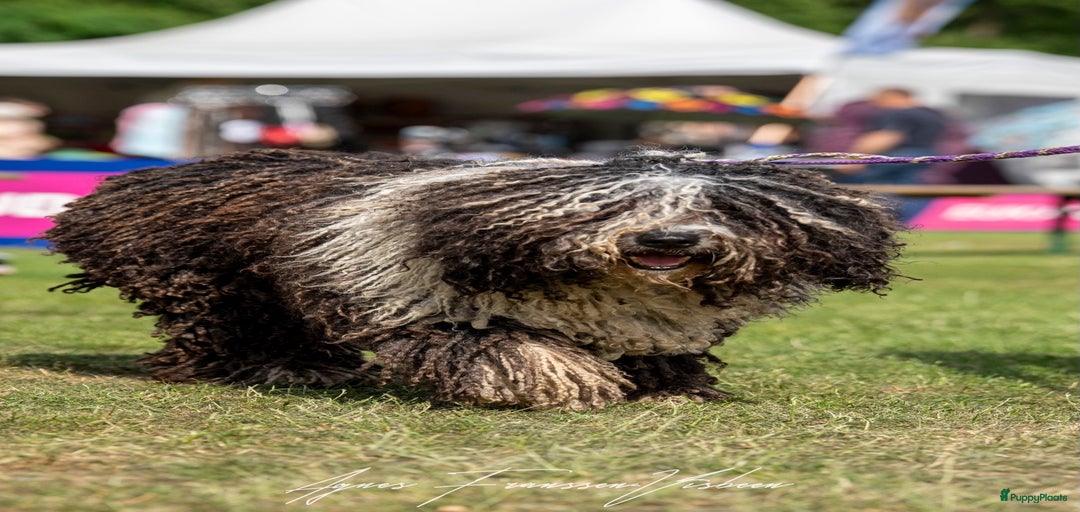 Galerij afbeelding {{count}}