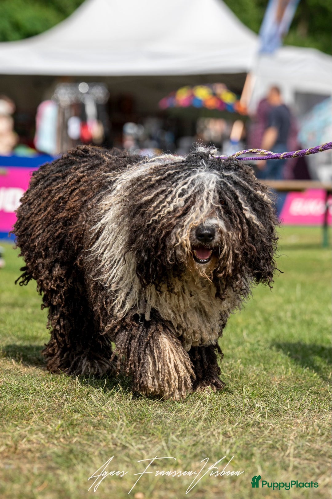 Galerij afbeelding {{count}}