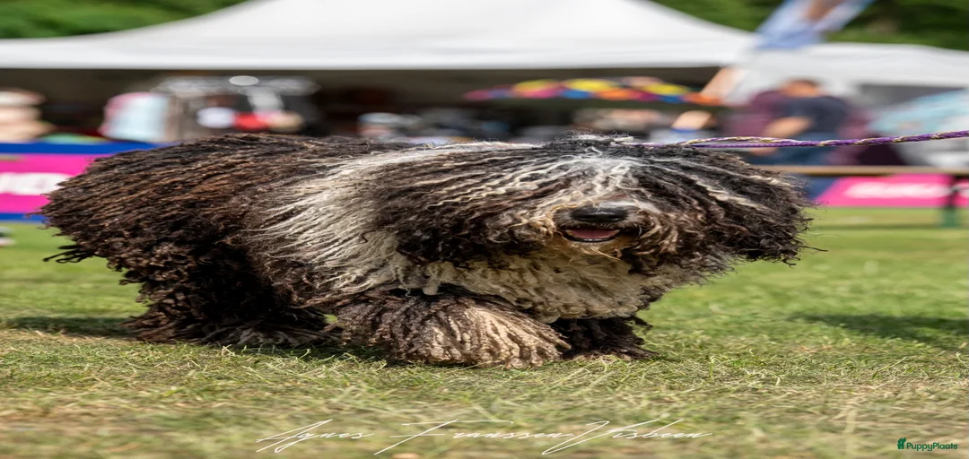 Galerij afbeelding {{count}}