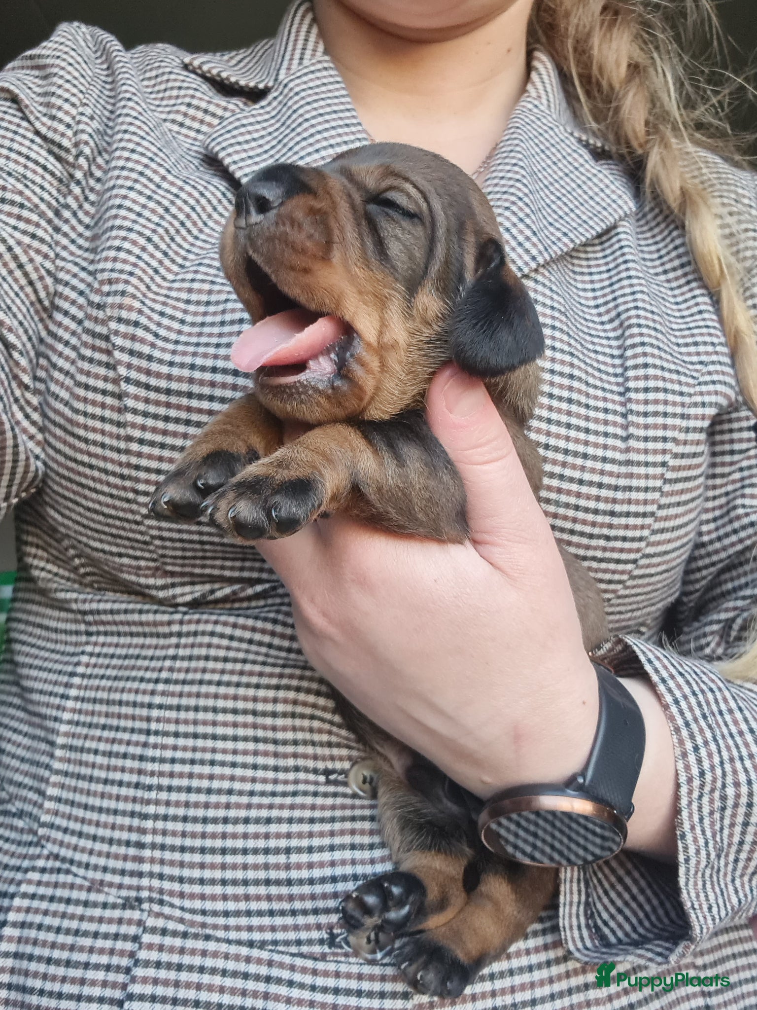 Ruwhaar Teckel honden Ruwhaar standaard teckel - Advertentie 13