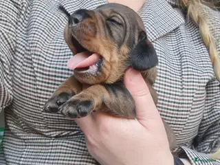 Ruwhaar Teckel honden Ruwhaar standaard teckel - Advertentie 13