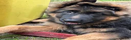 Duitse Herder honden te koop: Duitse herder puppy’s - Advertentie 19