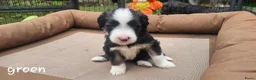 Bearded Collie honden te koop: Bearded Collie outcross - Advertentie 4