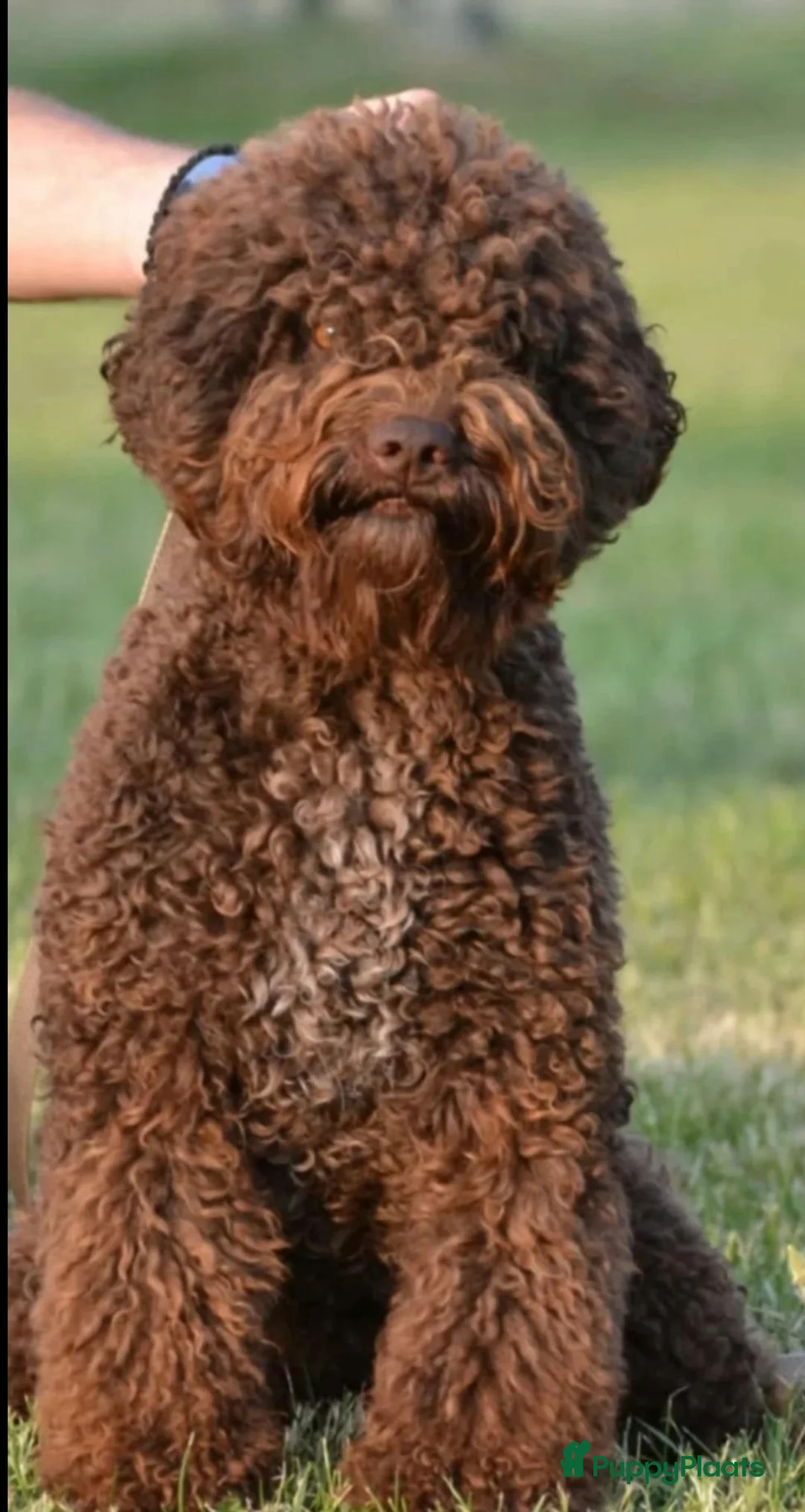 Lagotto Romagnolo honden te koop: Lagotto Romagnolo pups - Advertentie 13