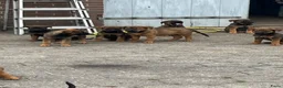Kruising honden te koop: Kruising mechelse herder Berner sennen in Nijkerkerveen - Advertentie 10
