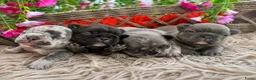 Franse Bulldog honden te koop: Franse Bulldog pups - Advertentie 12