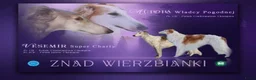 Barsoi honden te koop: Borzoi-teef uit FCI-kennel zoekt lief thuis  - Advertentie 2