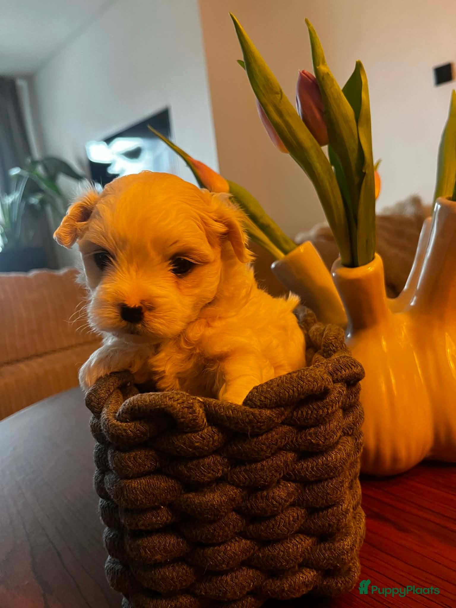 Maltezer honden Mini malzeter  - Advertentie 2