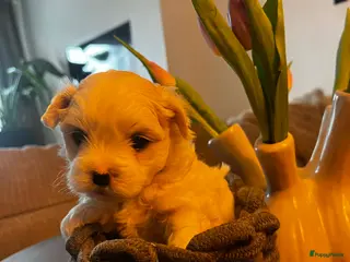 Maltezer honden Mini malzeter - Advertentie 2