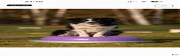 Border Collie honden te koop: Gijs, border collie pup zoekt nieuw huisje - Advertentie 3
