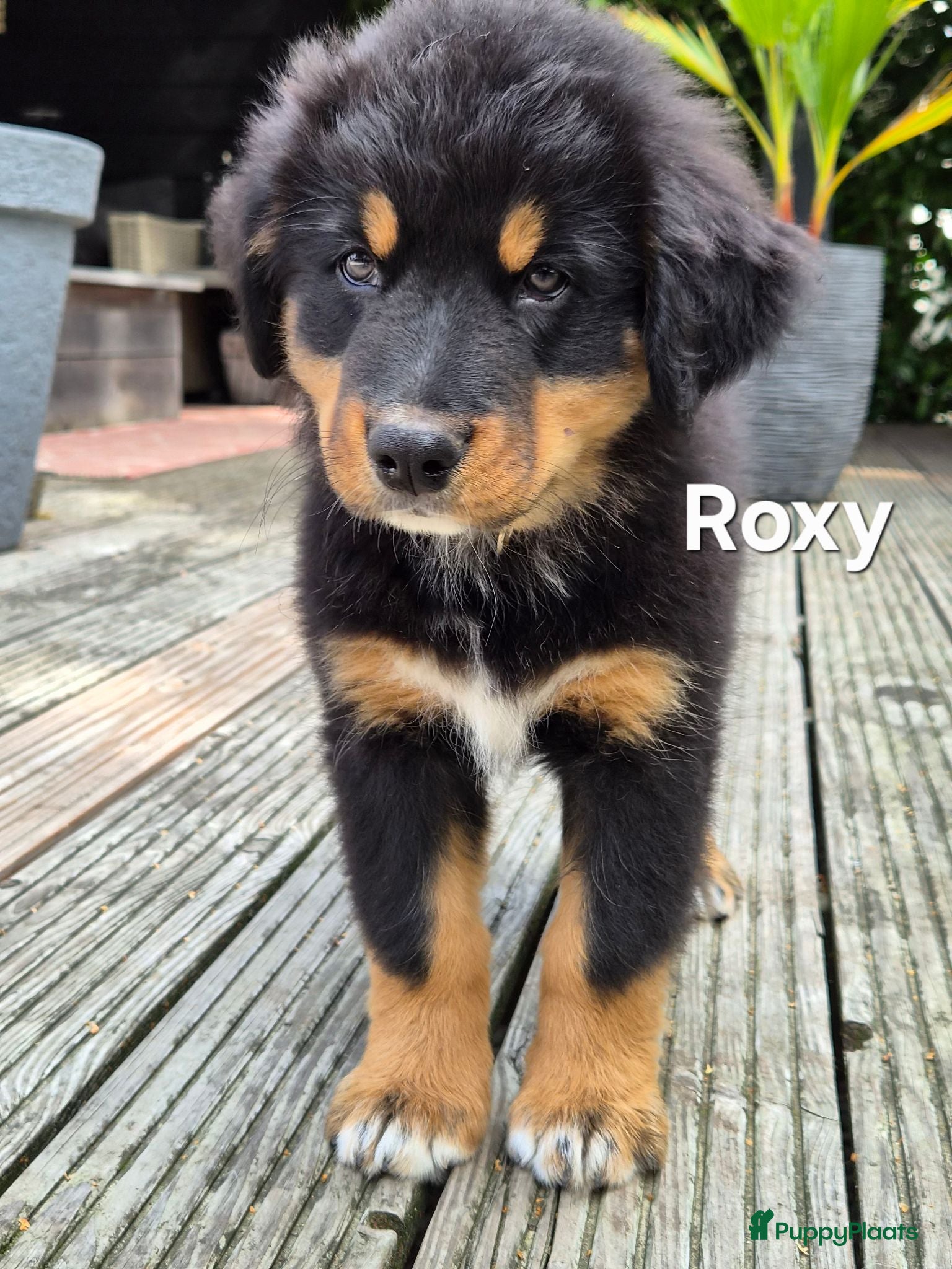 Berner Sennenhond honden Prachtige Bernersennen pups  - Advertentie 2