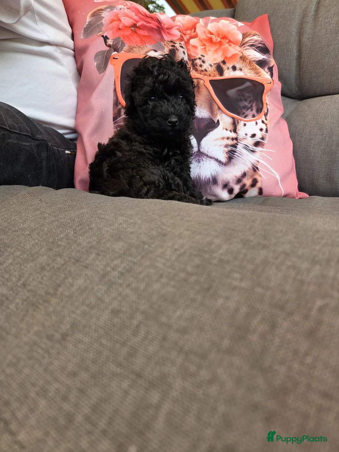 Dwergpoedel honden te koop: Dwergpoedels  - Advertentie 6