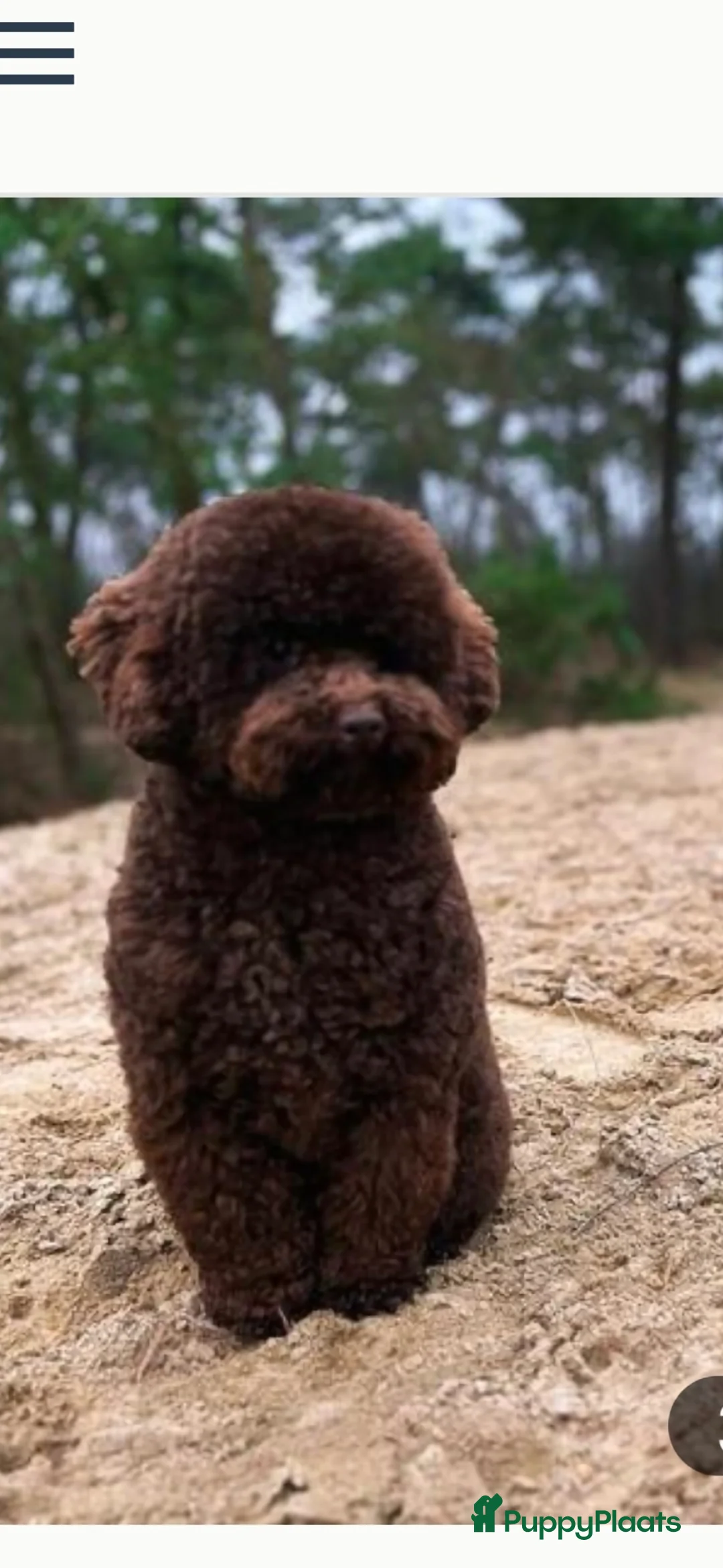 Poedel Toy honden te koop: Lieve toy poedeltjes - Advertentie 3