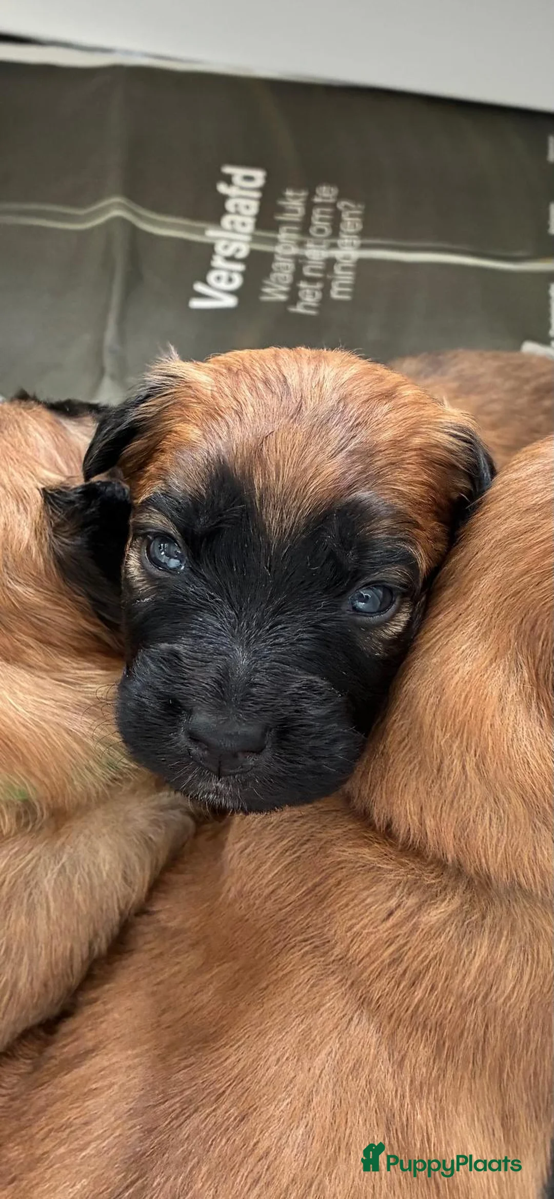 Australian Shepherd honden te koop: Baskische herder pups - Advertentie 2