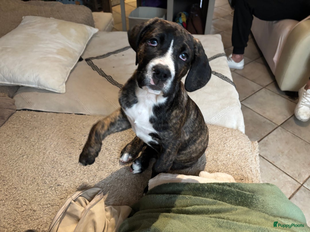 Kruising honden te koop: Mooie Presa/Fila 🥰 mastiff pups zoeken personeel  - Afbeelding 12
