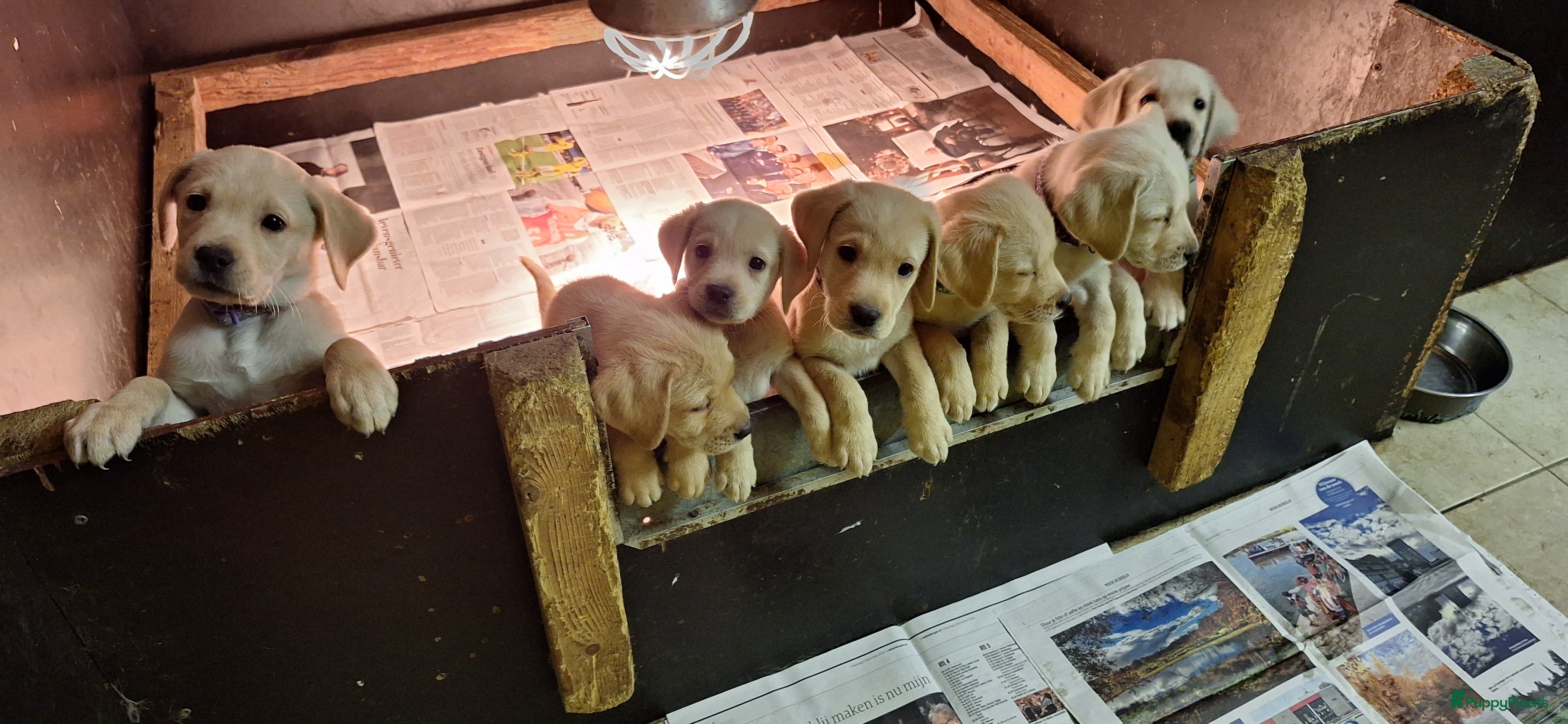 Labrador Retriever honden Rasz. labrador pup blond mag naar nieuw huisje  - Advertentie 3