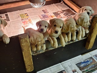 Labrador Retriever honden Rasz. labrador pup blond mag naar nieuw huisje - Advertentie 3