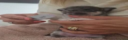 Chihuahua honden te koop: Prachtige blau grijze Chihuahua pup - Advertentie 6
