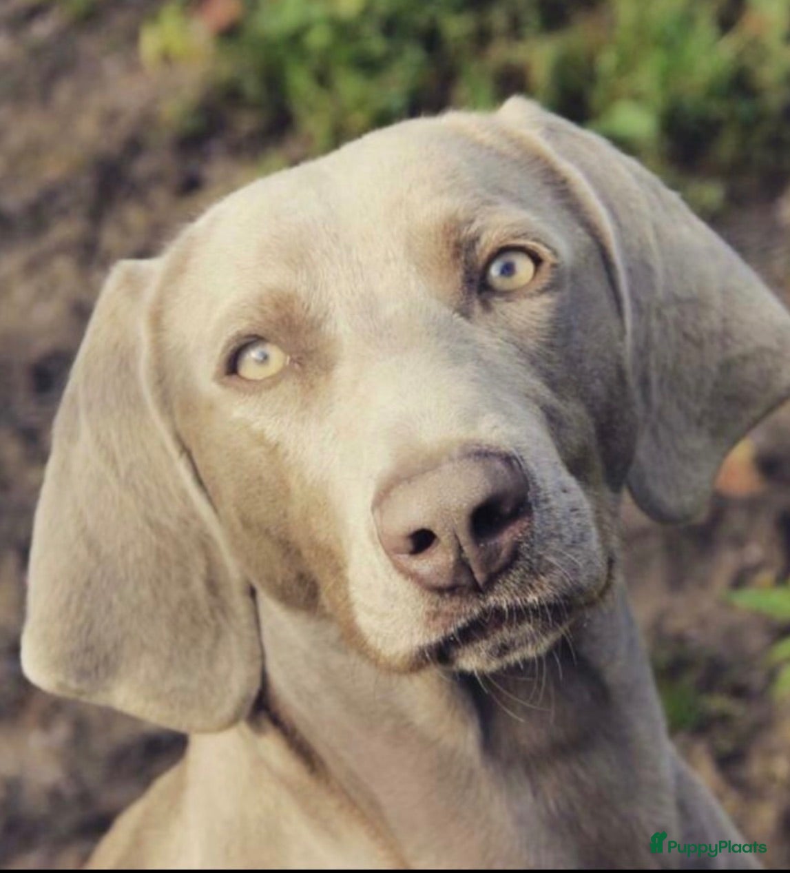 Kruising honden Zeer mooie Labmaraner pups, Labrador x Weimaraner - Advertentie 4