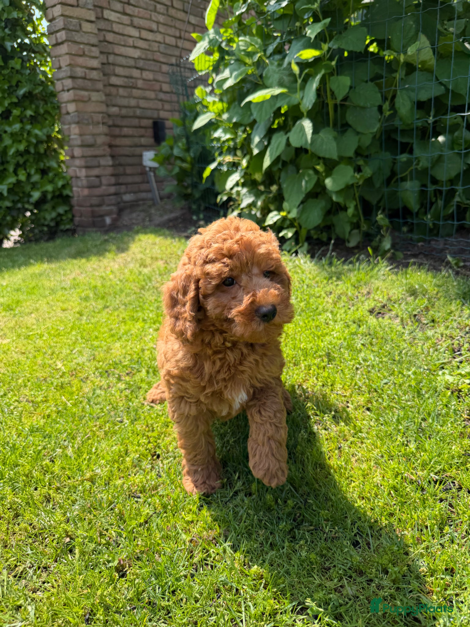 Labradoodle honden te koop: Mini Doodle (Dwergpoedel x Labradoodle) - Advertentie 2