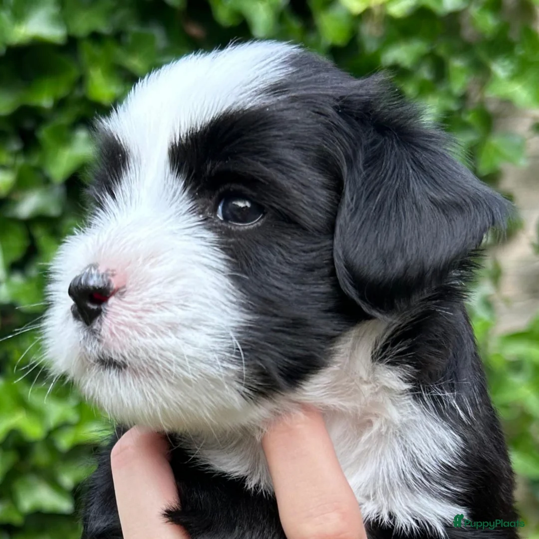 Tibetaanse Terriër honden te koop: Prachtig Tibetaanse Terriër reutje - Advertentie 2