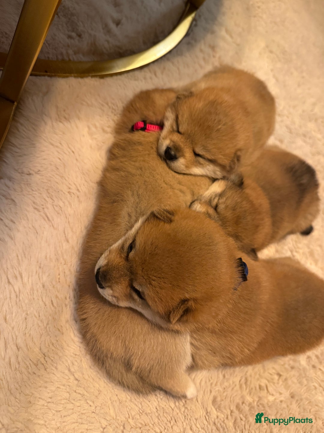 Shiba honden te koop: Shiba pups geboren uit geteste ouders - Advertentie 2