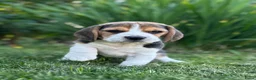 Beagle honden te koop: prachtige beagle pups - Advertentie 3