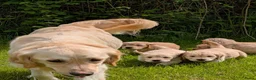 Kruising honden te koop:  Goldencocker pups goldenretriever x engelsecocker - Advertentie 15
