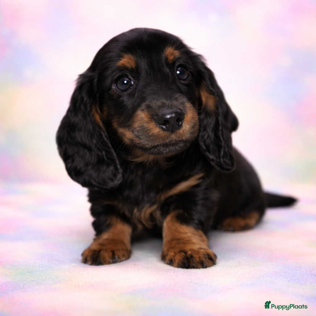 Teckel (langhaar) honden Schitterende Dwergteckels langhaar - Advertentie 2